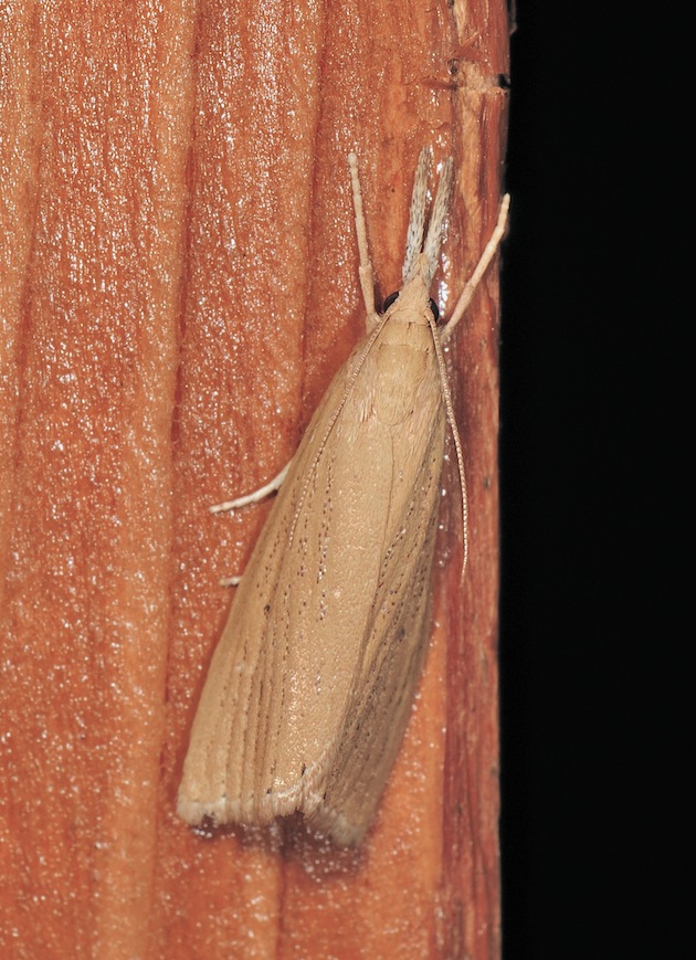 Crambidae: richiesta conferma